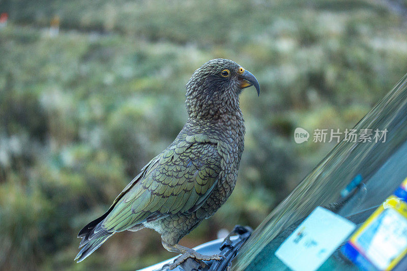 Kea on car, Alpine parrot，新西兰